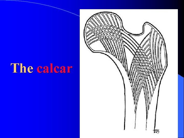 The calcar 