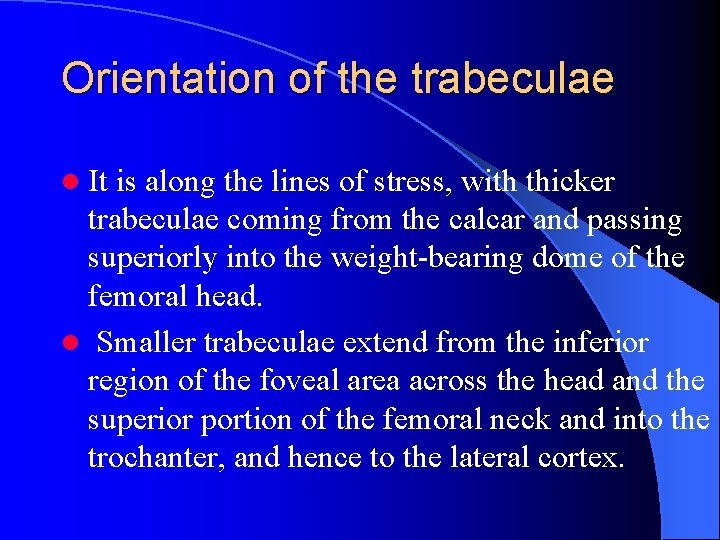 Orientation of the trabeculae l It is along the lines of stress, with thicker