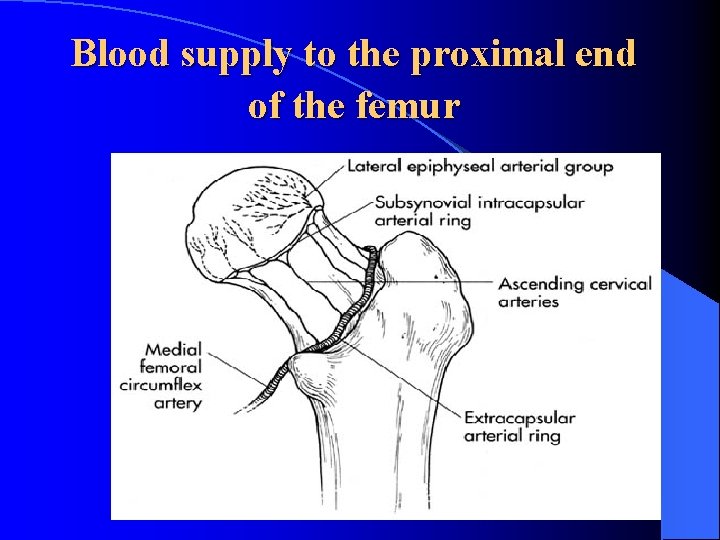 Blood supply to the proximal end of the femur 