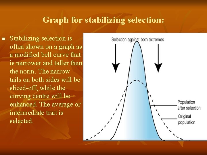 Graph for stabilizing selection: n Stabilizing selection is often shown on a graph as