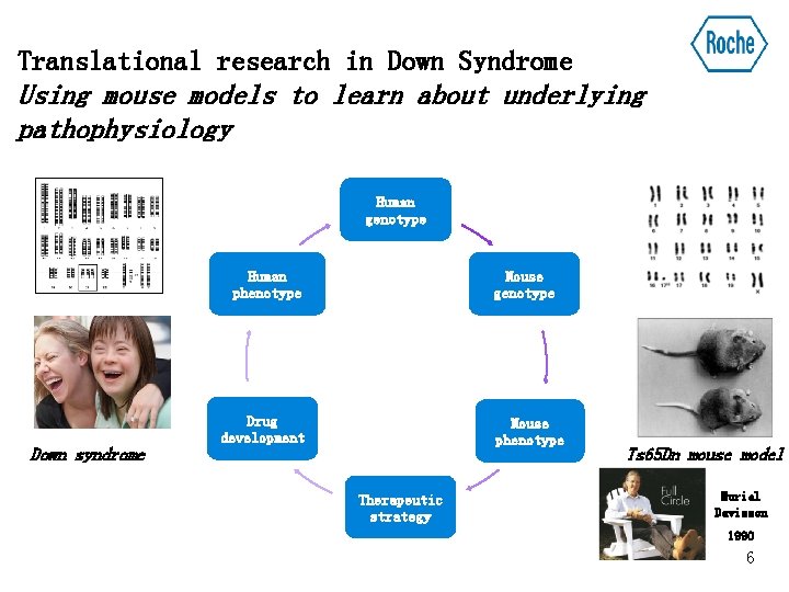 Translational research in Down Syndrome Using mouse models to learn about underlying pathophysiology Human