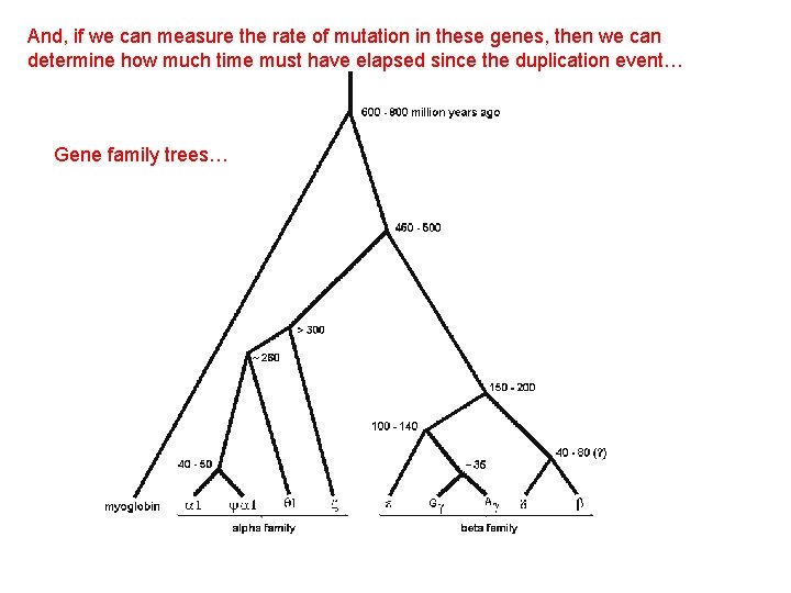 And, if we can measure the rate of mutation in these genes, then we