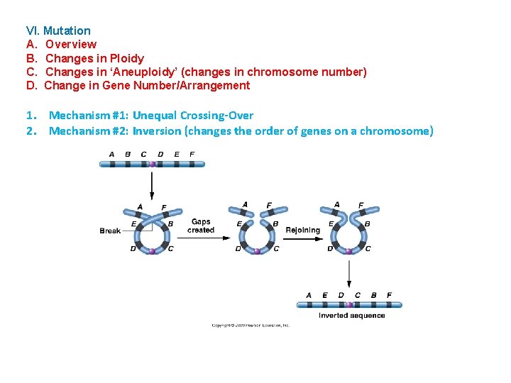 VI. Mutation A. Overview B. Changes in Ploidy C. Changes in ‘Aneuploidy’ (changes in