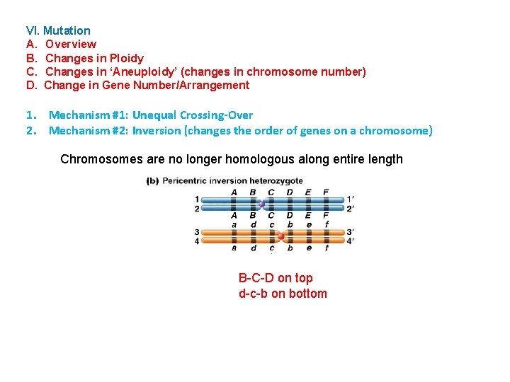 VI. Mutation A. Overview B. Changes in Ploidy C. Changes in ‘Aneuploidy’ (changes in