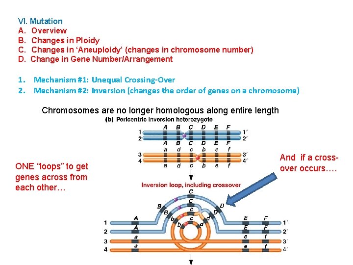 VI. Mutation A. Overview B. Changes in Ploidy C. Changes in ‘Aneuploidy’ (changes in