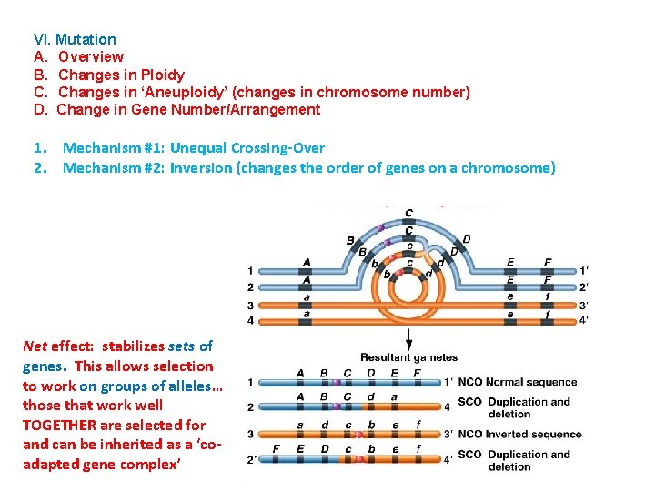 VI. Mutation A. Overview B. Changes in Ploidy C. Changes in ‘Aneuploidy’ (changes in