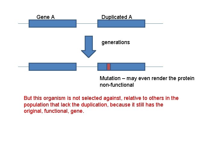 Gene A Duplicated A generations Mutation – may even render the protein non-functional But