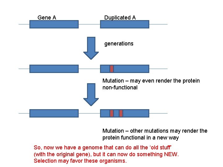 Gene A Duplicated A generations Mutation – may even render the protein non-functional Mutation