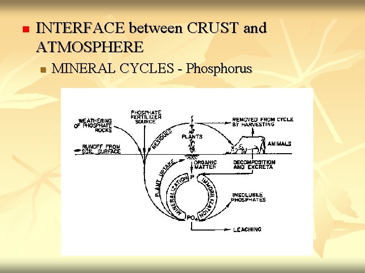 n INTERFACE between CRUST and ATMOSPHERE n MINERAL CYCLES - Phosphorus 