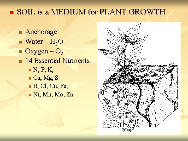 n SOIL is a MEDIUM for PLANT GROWTH n n Anchorage Water – H