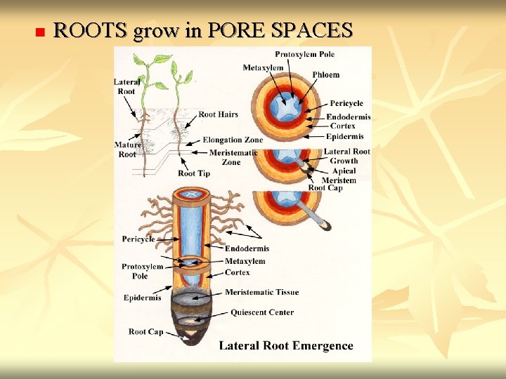 n ROOTS grow in PORE SPACES 