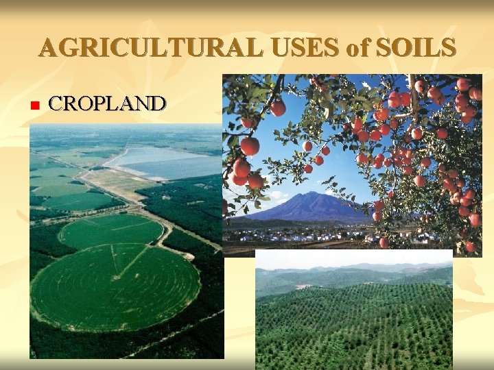 AGRICULTURAL USES of SOILS n CROPLAND 