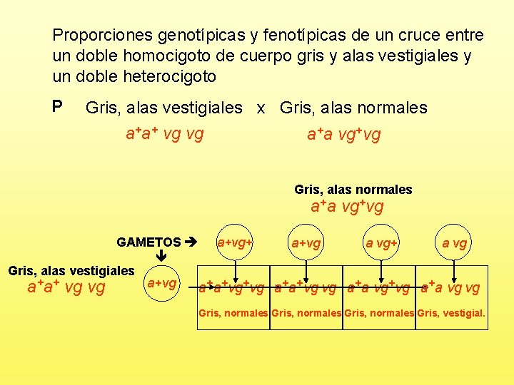 Proporciones genotípicas y fenotípicas de un cruce entre un doble homocigoto de cuerpo gris
