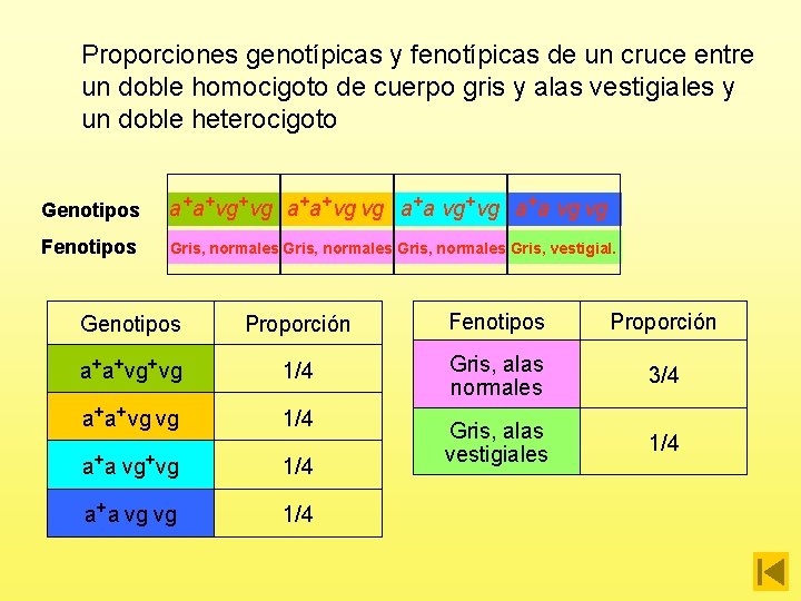 Proporciones genotípicas y fenotípicas de un cruce entre un doble homocigoto de cuerpo gris