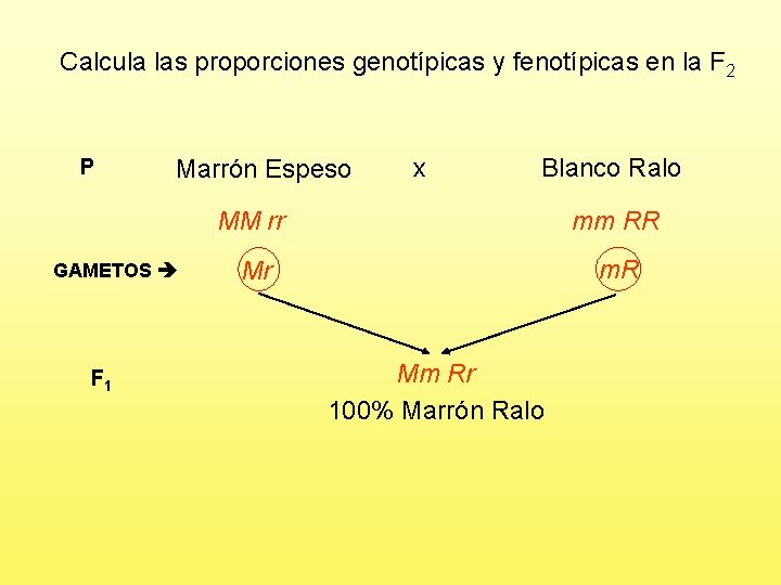 Calcula las proporciones genotípicas y fenotípicas en la F 2 P Marrón Espeso GAMETOS