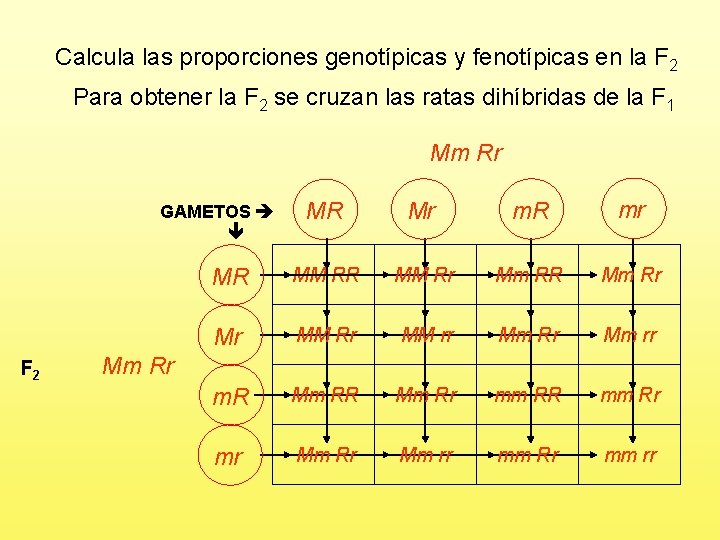 Calcula las proporciones genotípicas y fenotípicas en la F 2 Para obtener la F