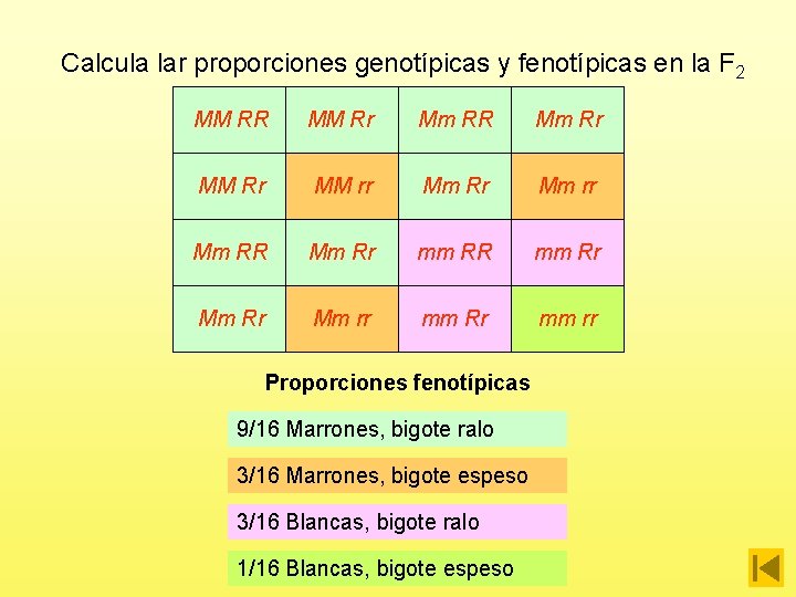 Calcula lar proporciones genotípicas y fenotípicas en la F 2 MM RR MM Rr
