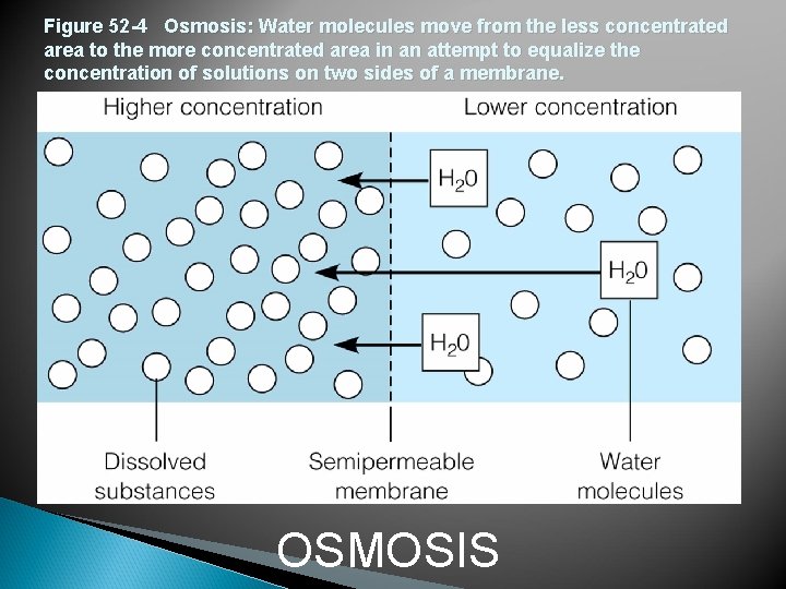 Figure 52 -4 Osmosis: Water molecules move from the less concentrated area to the