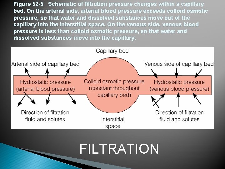 Fluids Electrolytes AcidBase Balance Chapter 52 1 Body