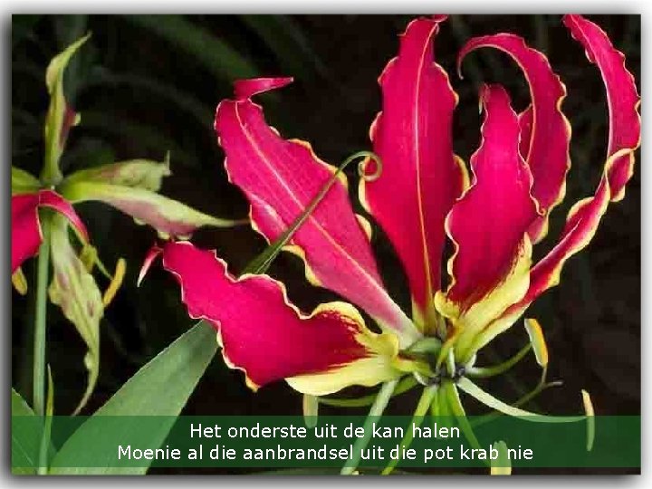 ZuidAfrikaanseGezegden met bloemen van aldaar s xMe e