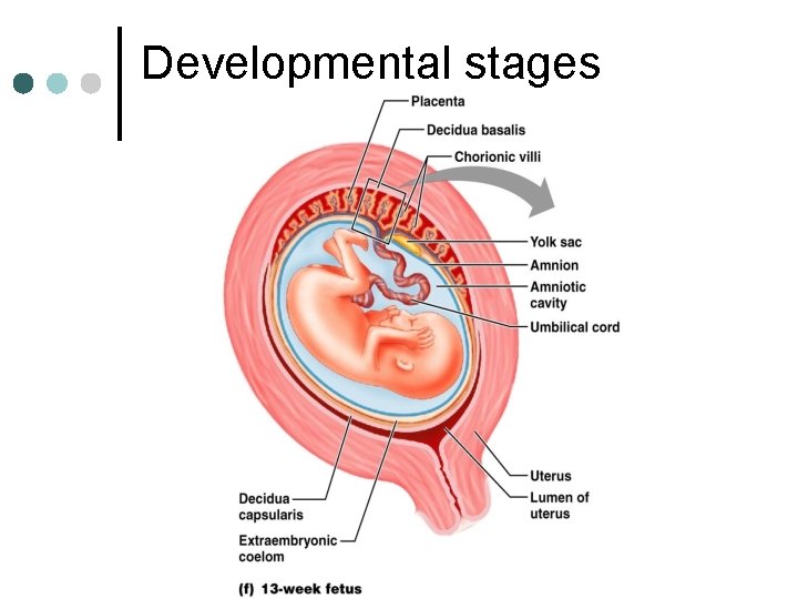 Developmental stages 