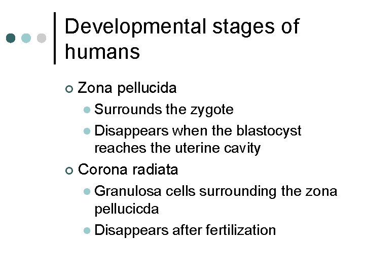 Developmental stages of humans Zona pellucida l Surrounds the zygote l Disappears when the