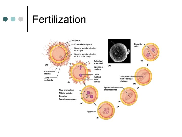 Fertilization 