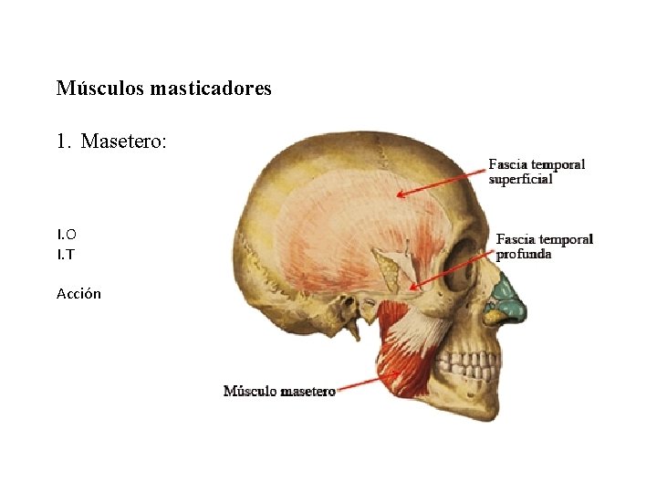 Músculos masticadores 1. Masetero: I. O I. T Acción 