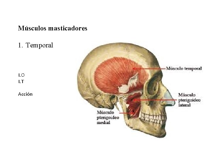 Músculos masticadores 1. Temporal I. O I. T Acción 