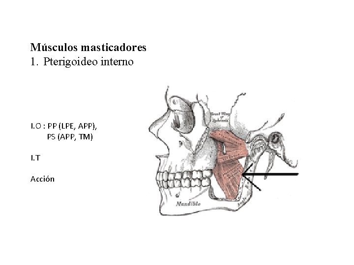 Músculos masticadores 1. Pterigoideo interno I. O : PP (LPE, APP), PS (APP, TM)