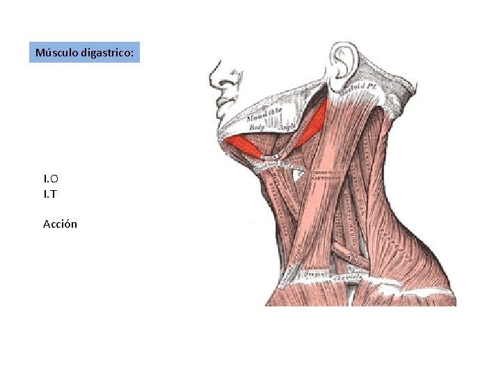 Músculo digastrico: I. O I. T Acción 
