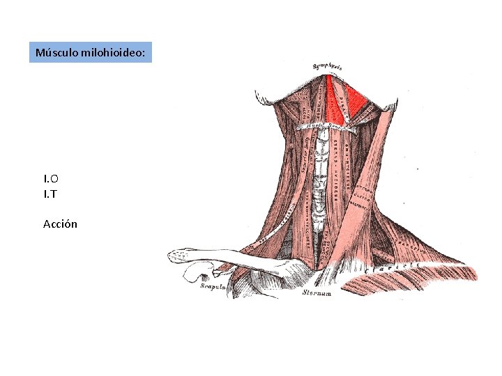 Músculo milohioideo: I. O I. T Acción 