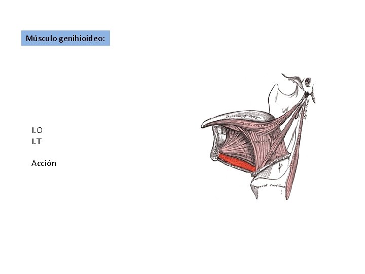 Músculo genihioideo: I. O I. T Acción 