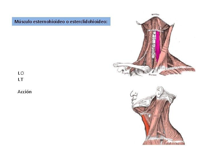 Músculo esternohioideo o esterclidohioideo: I. O I. T Acción 