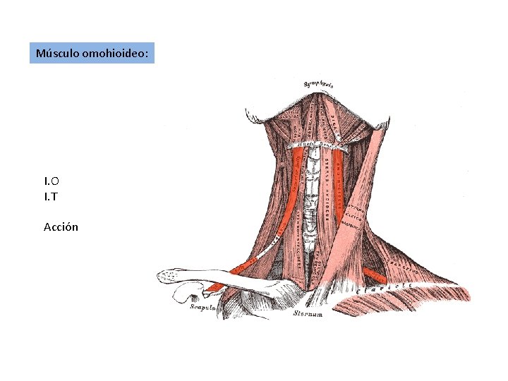 Músculo omohioideo: I. O I. T Acción 