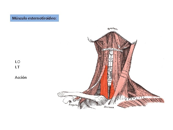 Músculo esternotiroideo: I. O I. T Acción 