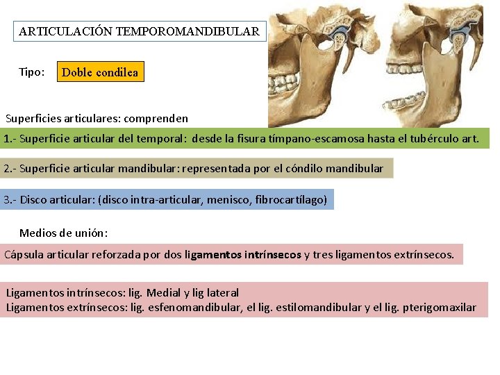 ARTICULACIÓN TEMPOROMANDIBULAR Tipo: Doble condilea Superficies articulares: comprenden 1. - Superficie articular del temporal: