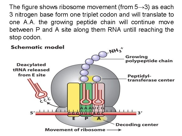 The figure shows ribosome movement (from 5→ 3) as each 3 nitrogen base form