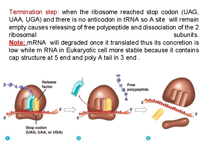 Termination step: when the ribosome reached stop codon (UAG, UAA, UGA) and there is