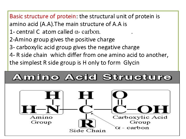 Basic structure of protein: the structural unit of protein is amino acid (A. A).