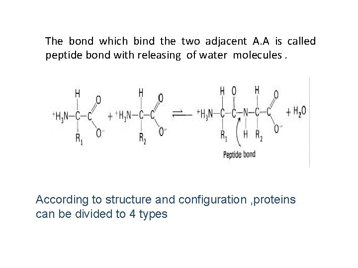 The bond which bind the two adjacent A. A is called peptide bond with