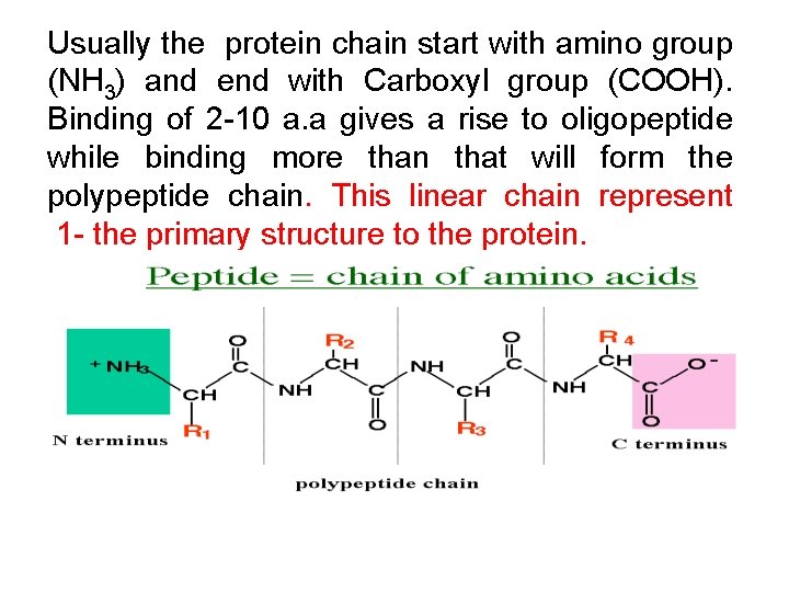 Usually the protein chain start with amino group (NH 3) and end with Carboxyl