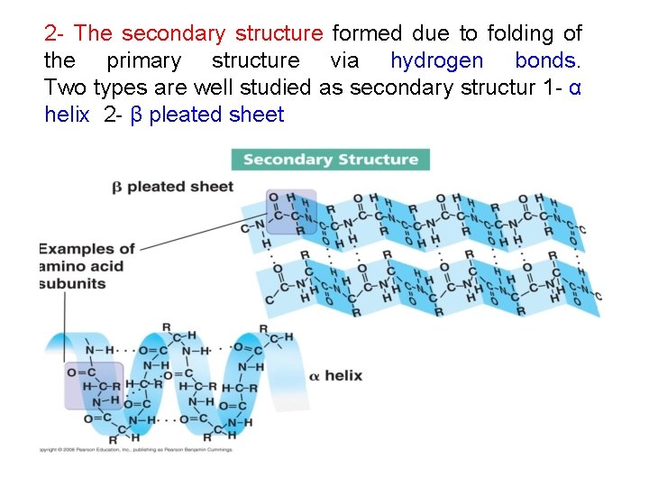 2 - The secondary structure formed due to folding of the primary structure via