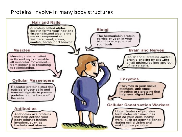 Proteins involve in many body structures 