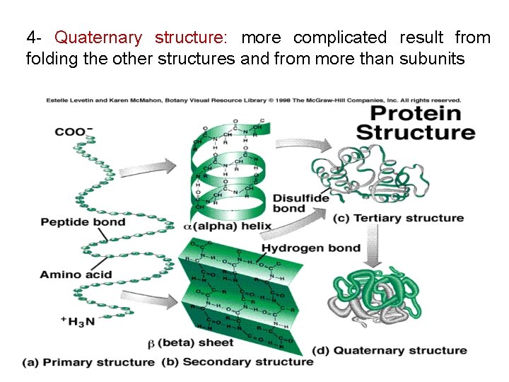 4 - Quaternary structure: more complicated result from folding the other structures and from
