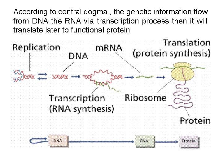 According to central dogma , the genetic information flow from DNA the RNA via