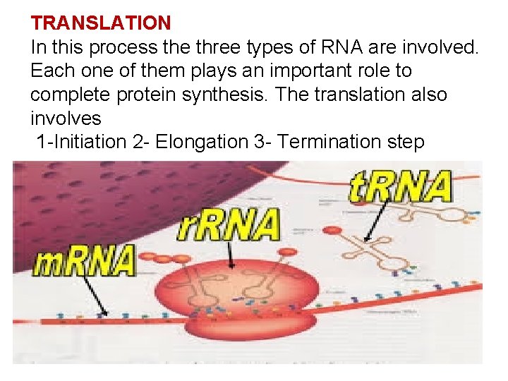 TRANSLATION In this process the three types of RNA are involved. Each one of