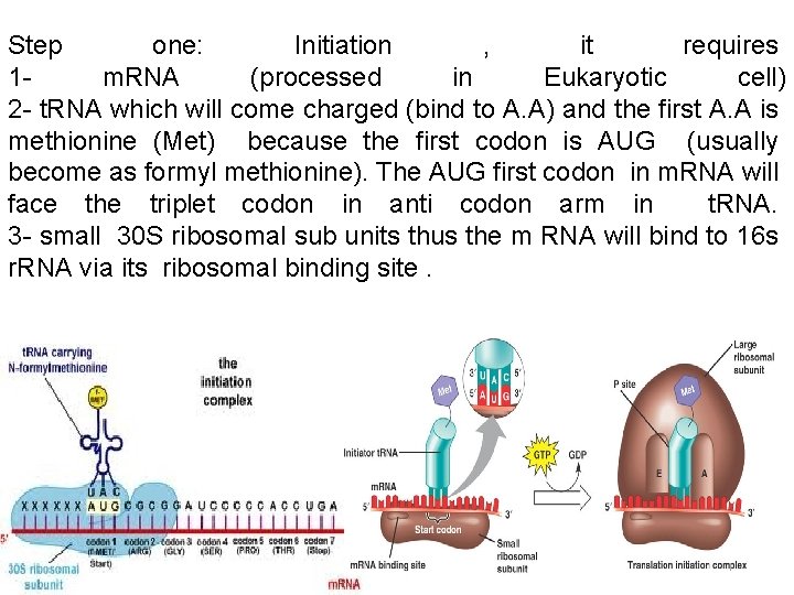 Step one: Initiation , it requires 1 m. RNA (processed in Eukaryotic cell) 2