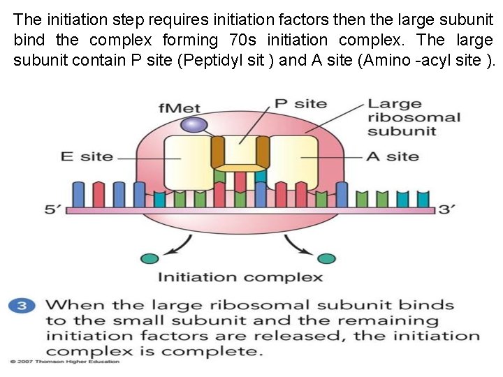 The initiation step requires initiation factors then the large subunit bind the complex forming