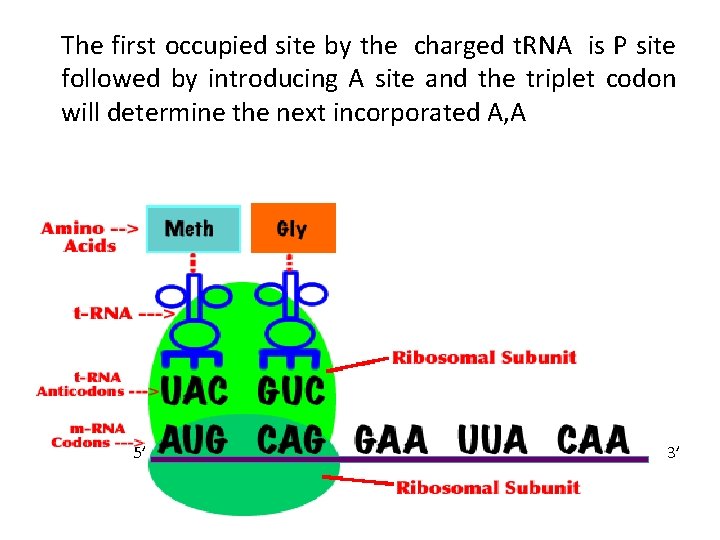 The first occupied site by the charged t. RNA is P site followed by